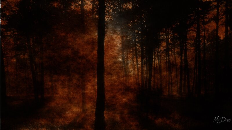 Silhouetted Trees in Forest — Black, Dark, Night, Digital Art
