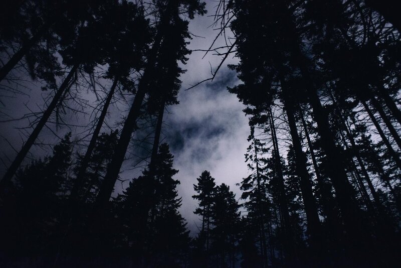 Silhouetted Trees in Forest — Black, Dark, Night, Photograph, Sky