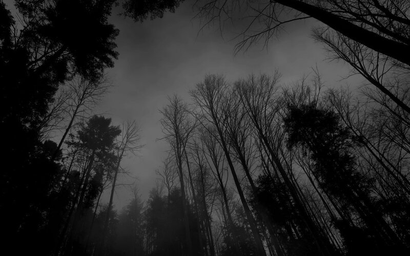 Silhouetted Trees in Forest — Black, Dark, Night