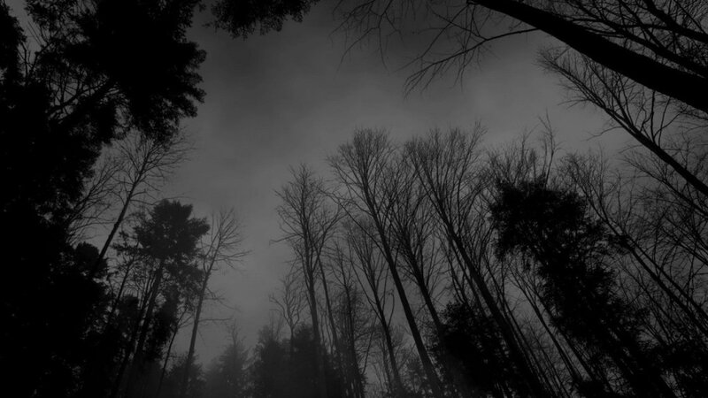 Silhouetted Trees in Forest — Black, Dark, Photograph, Sky