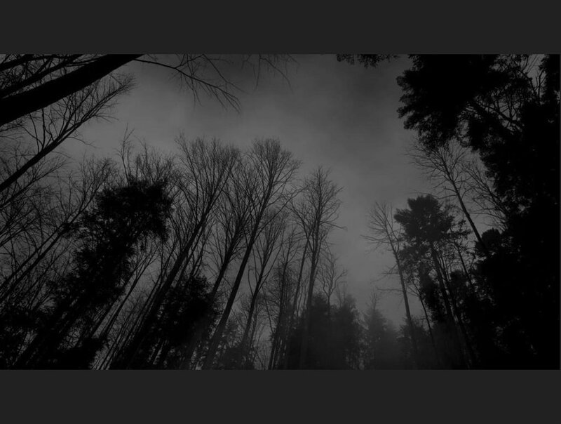 Silhouetted Trees in Forest — Black, Dark, Photograph