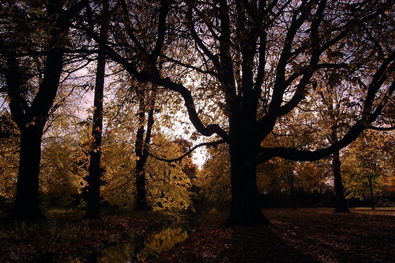 Silhouetted Trees in Forest — Black, Dramatic, Autumn, Photograph