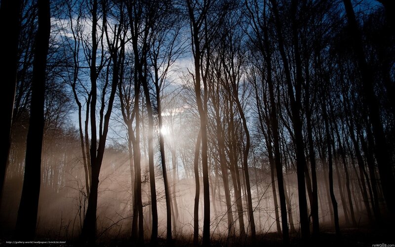 Silhouetted Trees in Forest — Black, Dramatic, Morning, Photograph