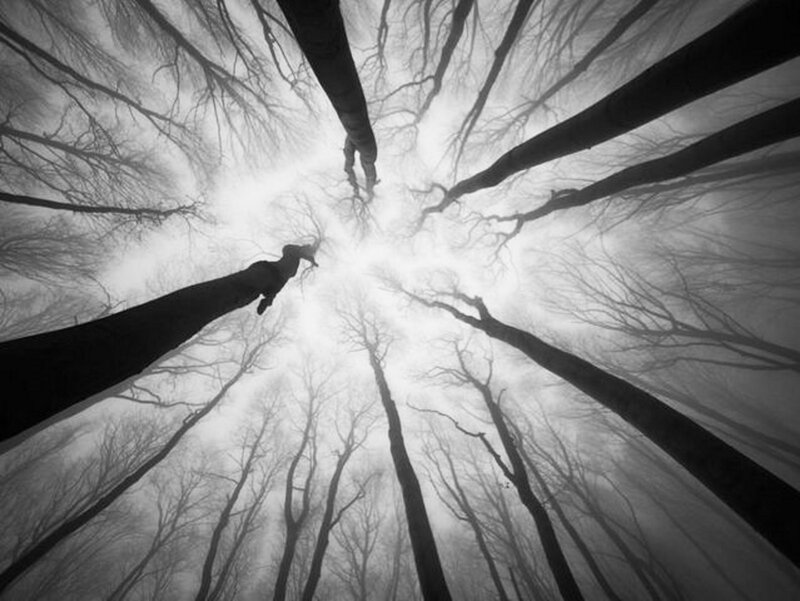 Silhouetted Trees in Forest — Black, Dramatic