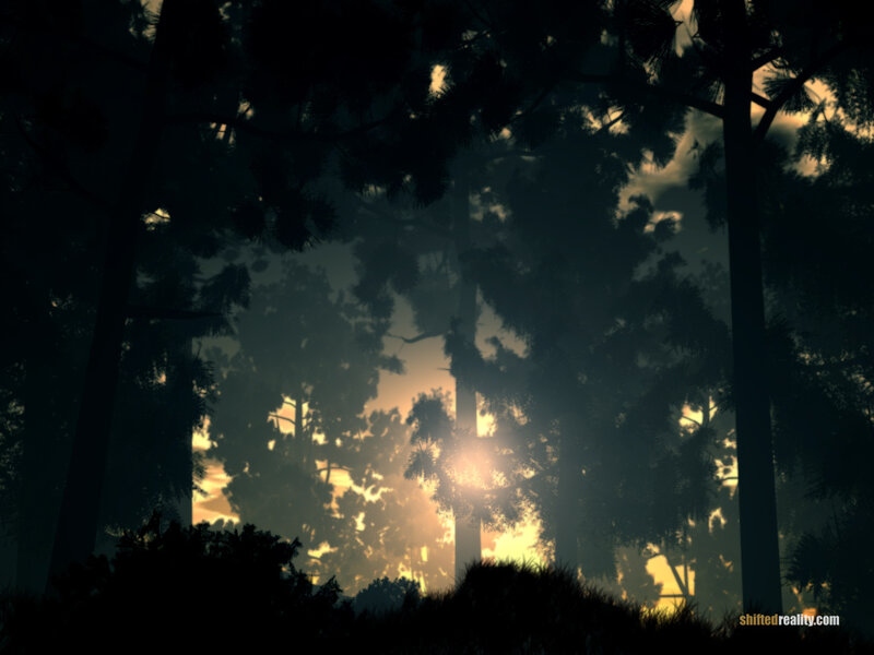 Silhouetted Trees in Forest — Black