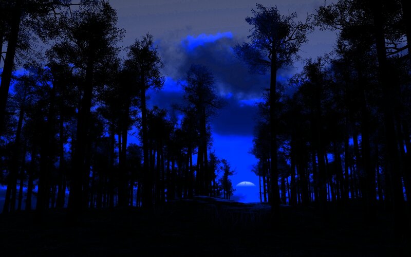 Silhouetted Trees in Forest — Blue, Dark
