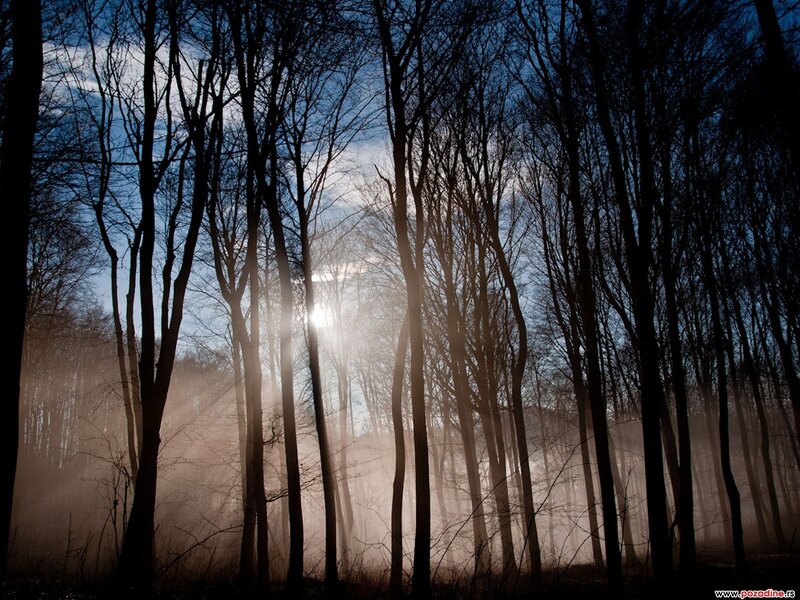 Silhouetted Trees in Forest — Blue, Dramatic