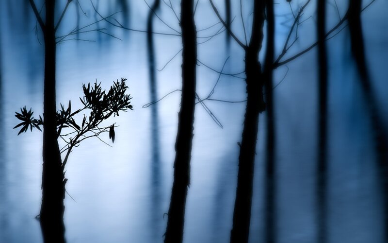 Silhouetted Trees in Forest — Blue, Moody