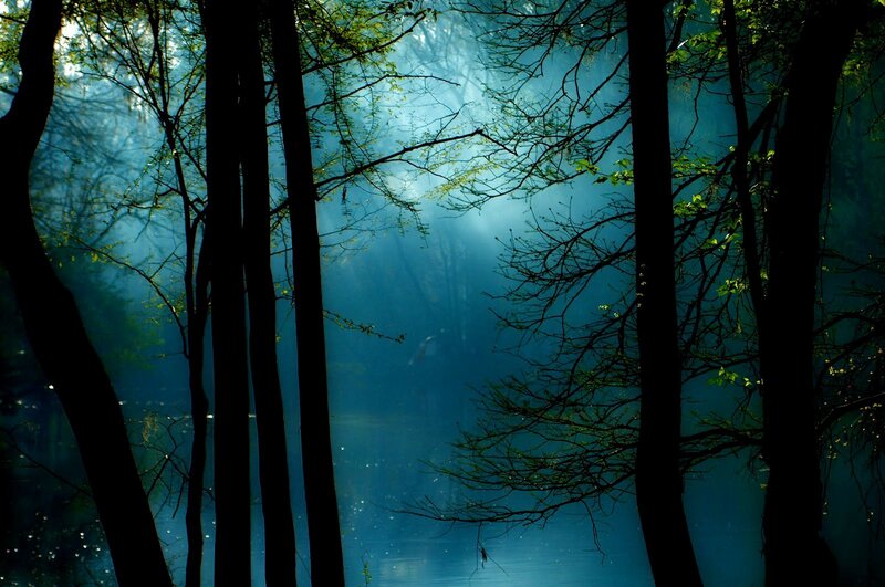 Silhouetted Trees in Forest — Blue, Mystical