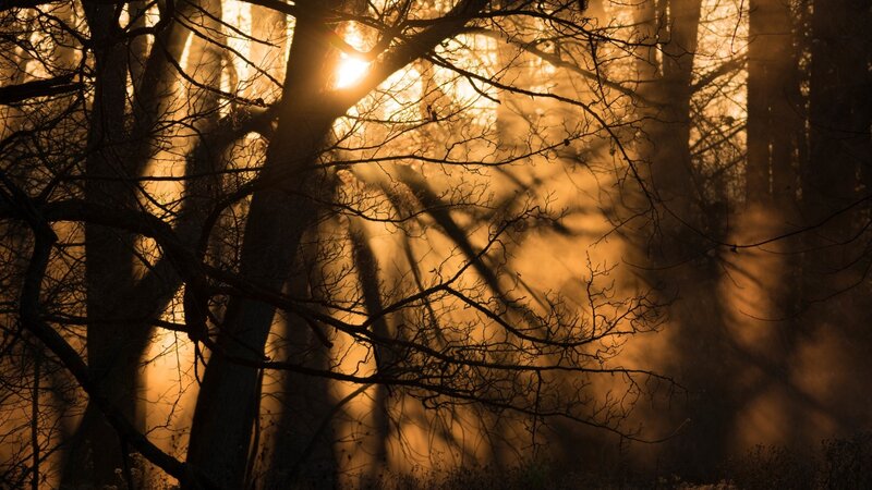 Silhouetted Trees in Forest — Brown, Dramatic