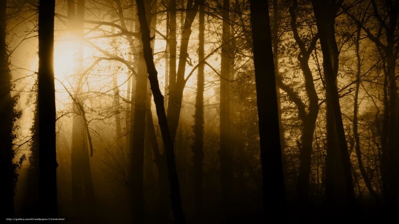 Silhouetted Trees in Forest — Brown