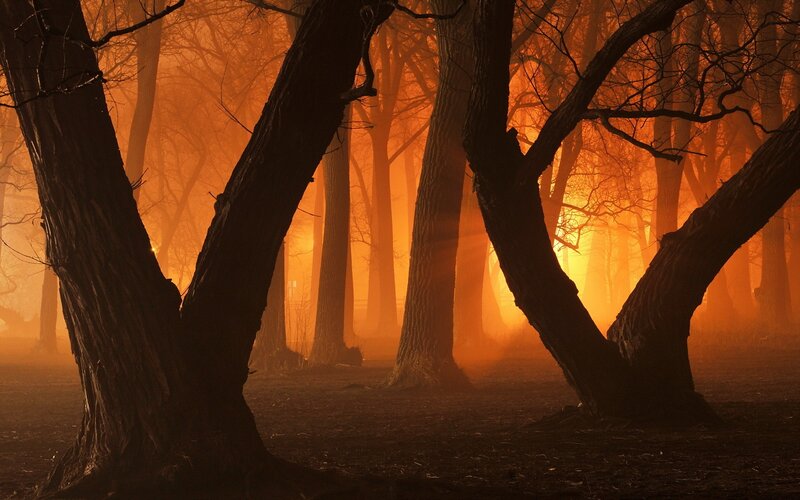 Silhouetted Trees in Forest — Orange, Dramatic, Sunset, Photograph, Fog