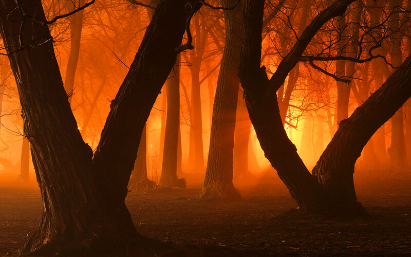 Silhouetted Trees in Forest — Orange, Dramatic, Sunset, Photograph