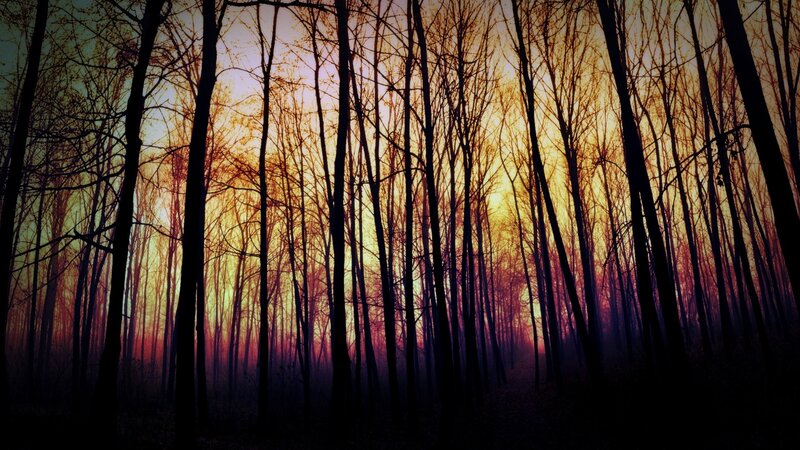 Silhouetted Trees in Forest — Orange, Dramatic, Sunset