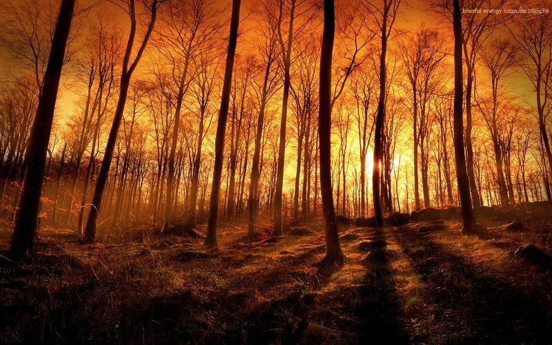 Silhouetted Trees in Forest — Orange, Dramatic