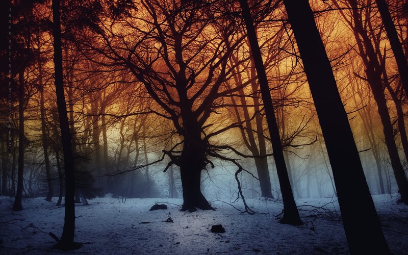 Silhouetted Trees in Forest — Orange, Dramatic, Winter, Photograph, Snow, Fog, Black