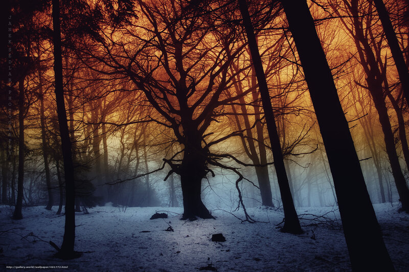 Silhouetted Trees in Forest — Orange, Dramatic, Winter, Photograph, Snow, Fog