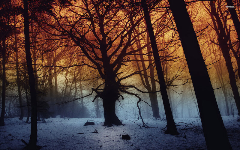 Silhouetted Trees in Forest — Orange, Dramatic, Winter, Photograph, Snow
