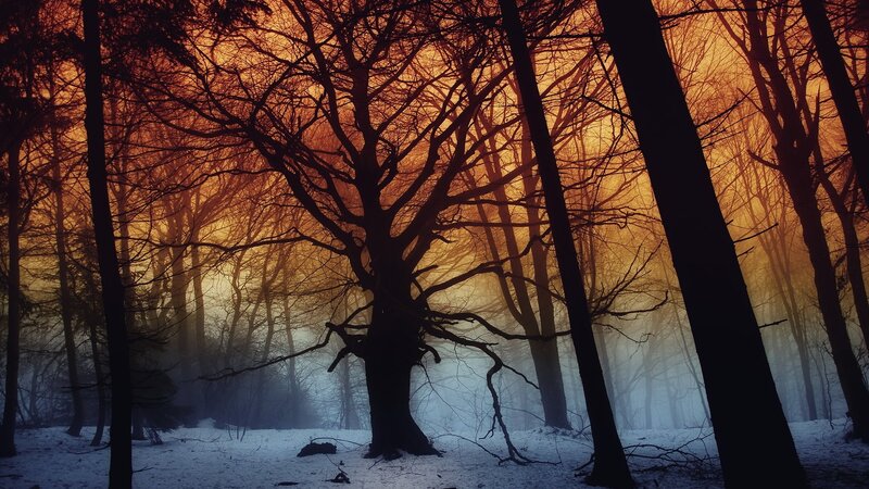 Silhouetted Trees in Forest — Orange, Dramatic, Winter, Photograph