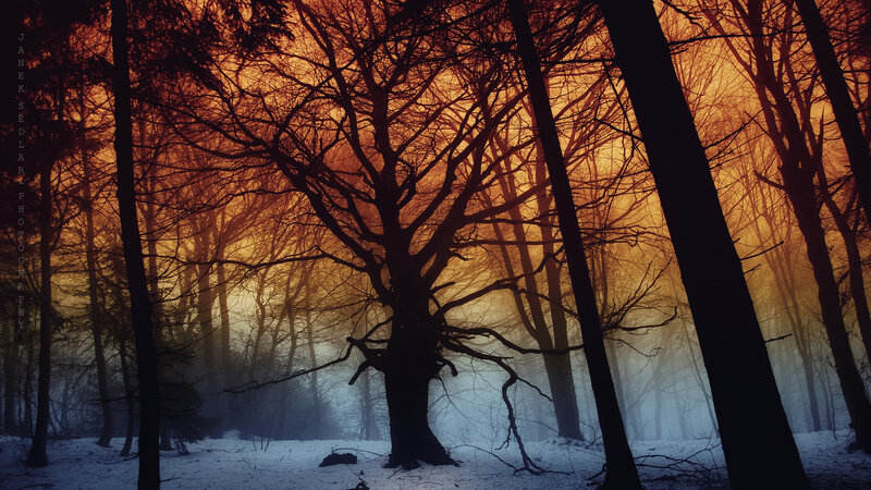 Silhouetted Trees in Forest — Orange, Dramatic, Winter