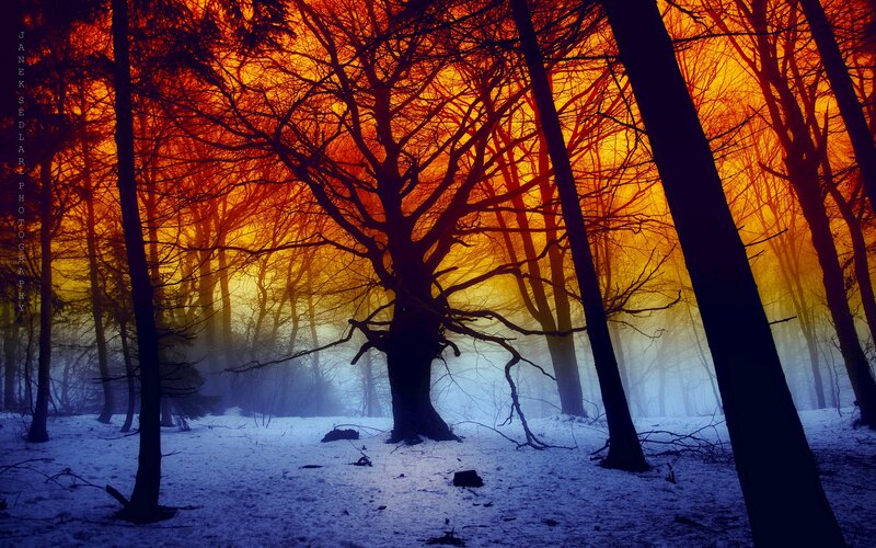 Silhouetted Trees in Forest — Orange