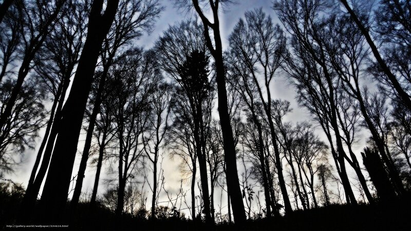 silhouetted trees in forest