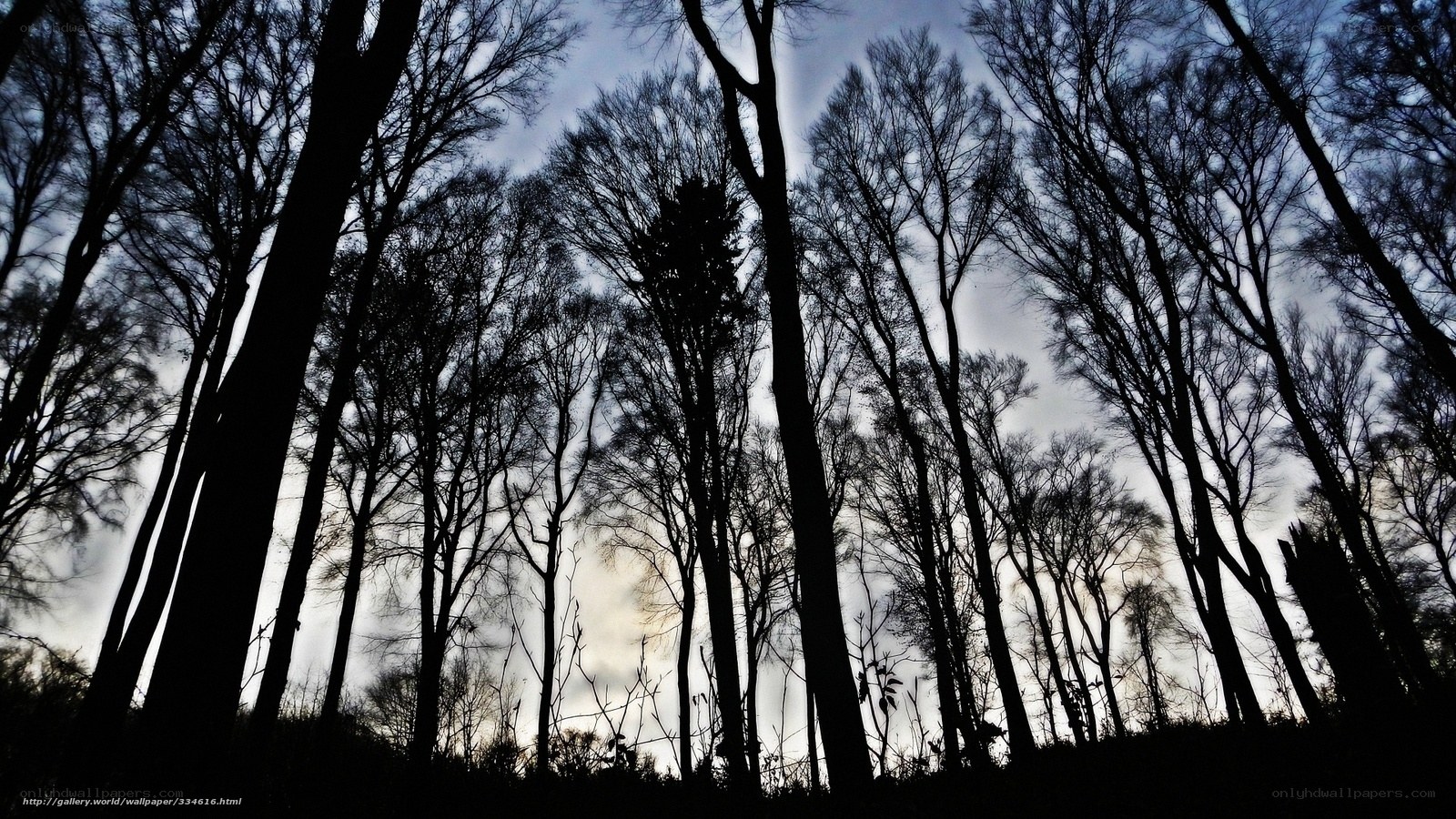 silhouetted trees in forest