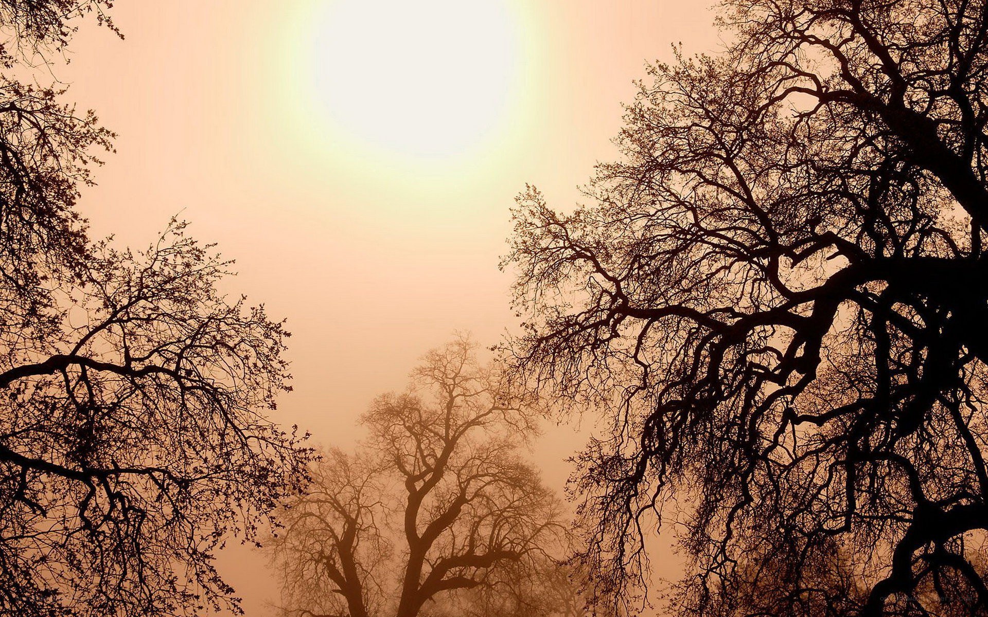 Silhouetted trees in hazy light
