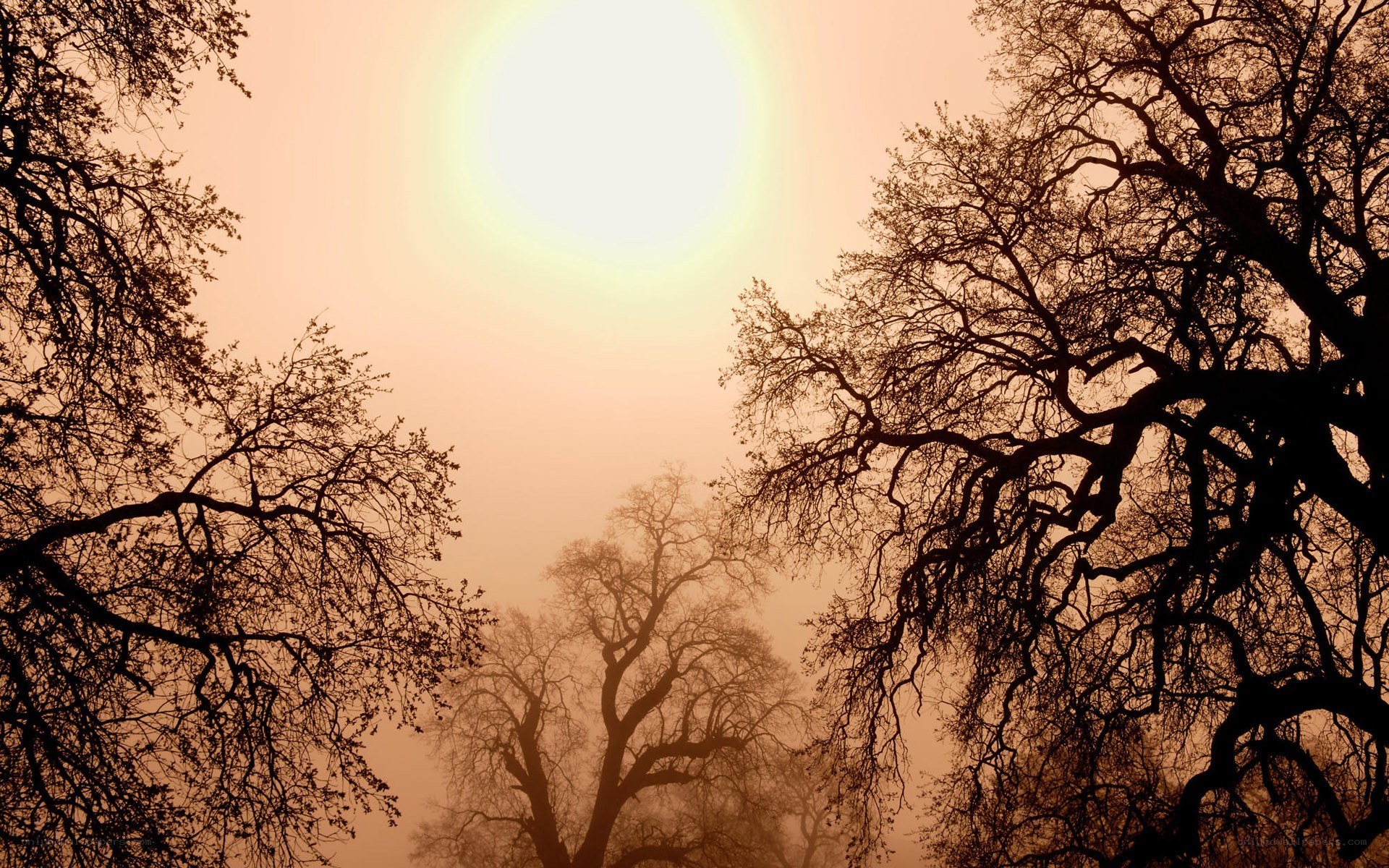 Silhouetted trees in hazy light