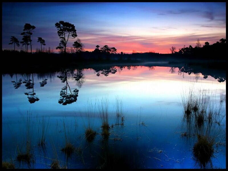 Silhouetted Trees in Lake
