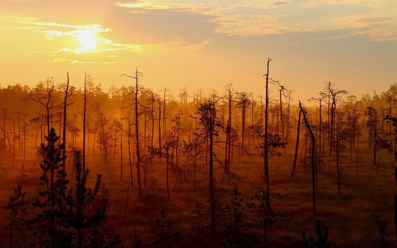 Silhouetted Trees in Marsh — Orange, Serene