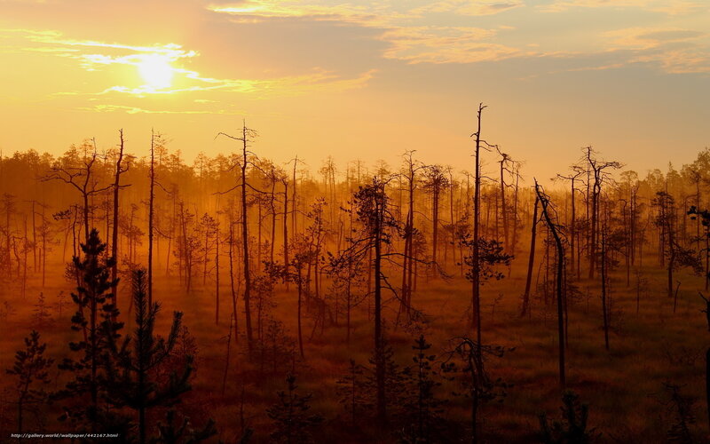 Silhouetted Trees in Marsh — Orange