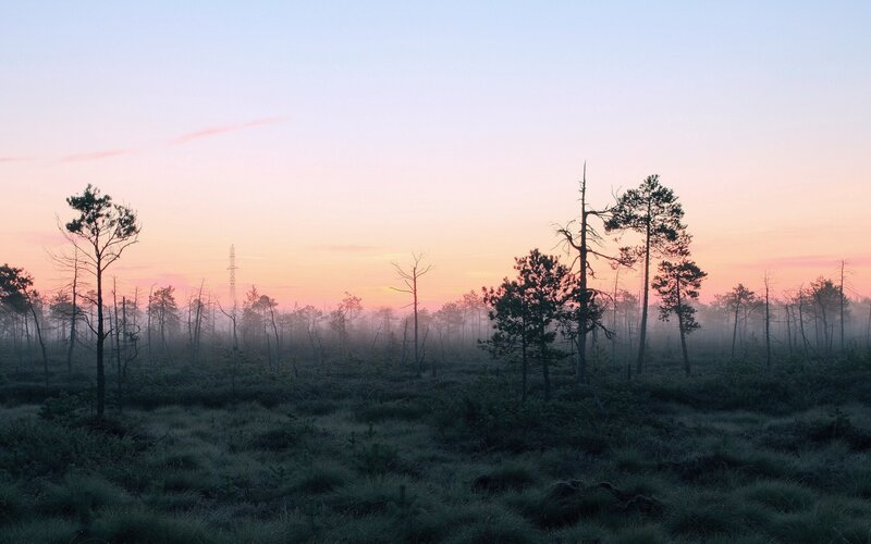 Silhouetted Trees in Marsh — Pink