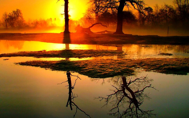 Silhouetted Trees in Mist