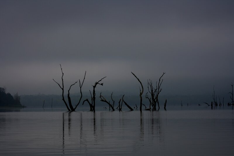 Silhouetted trees in misty lake