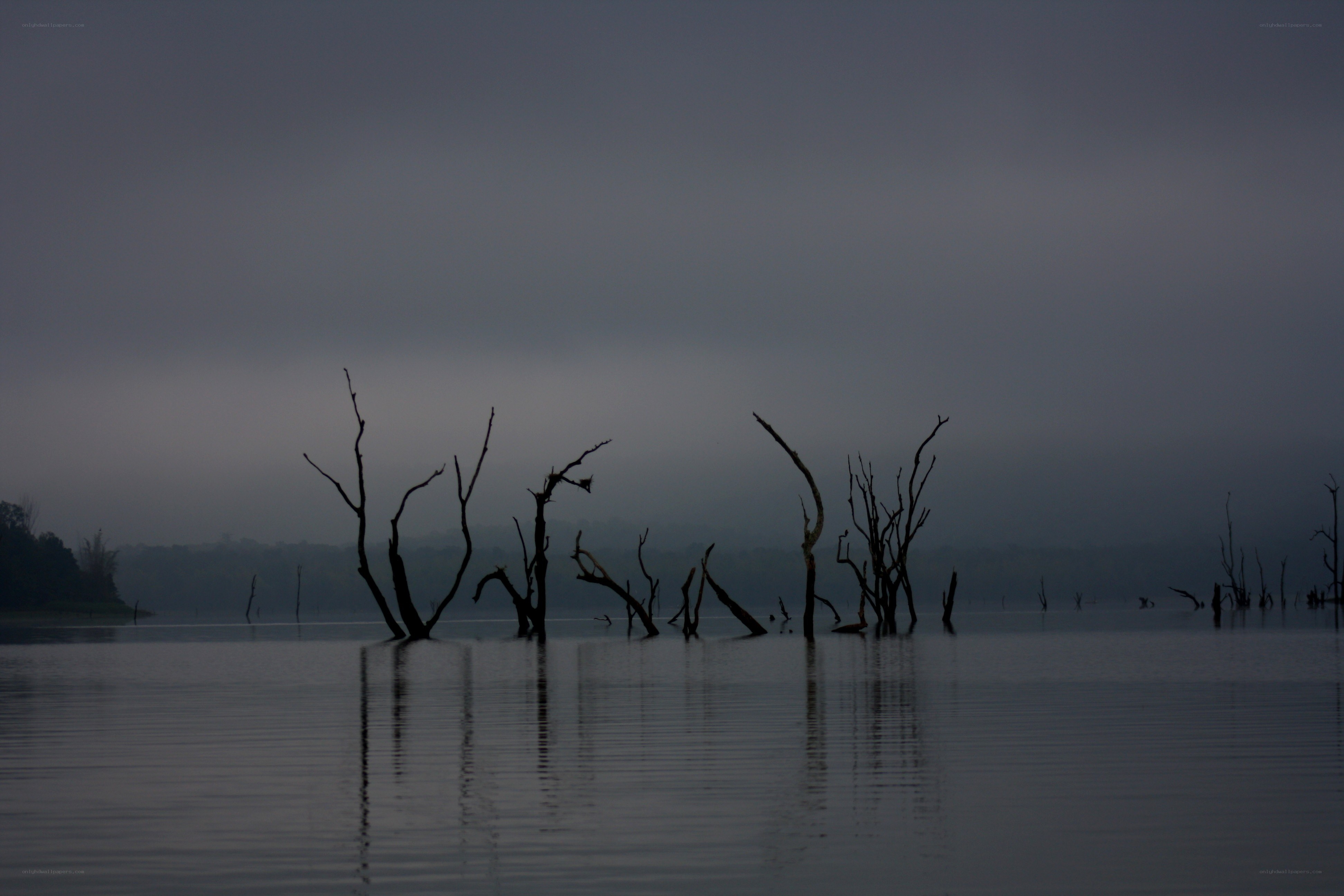 Silhouetted trees in misty lake