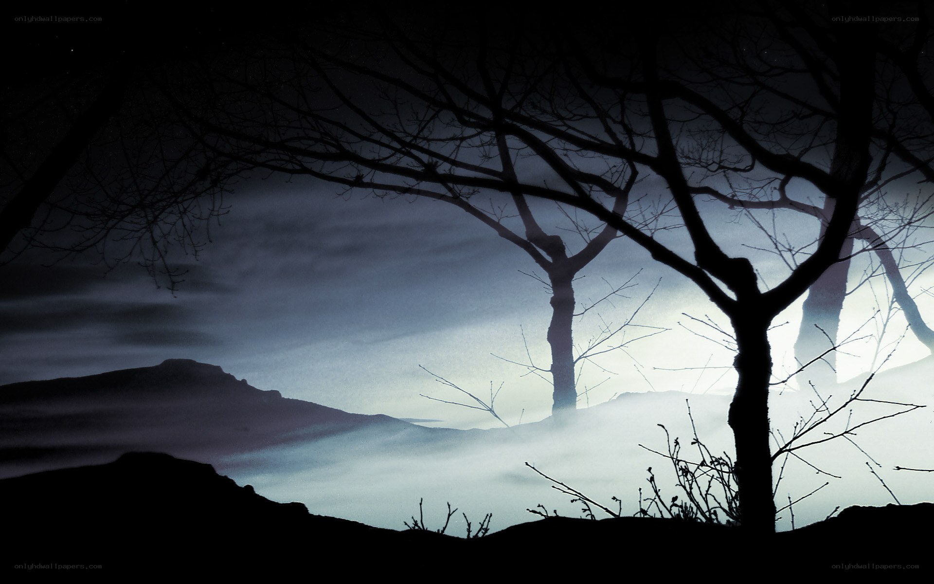 Silhouetted trees in misty landscape