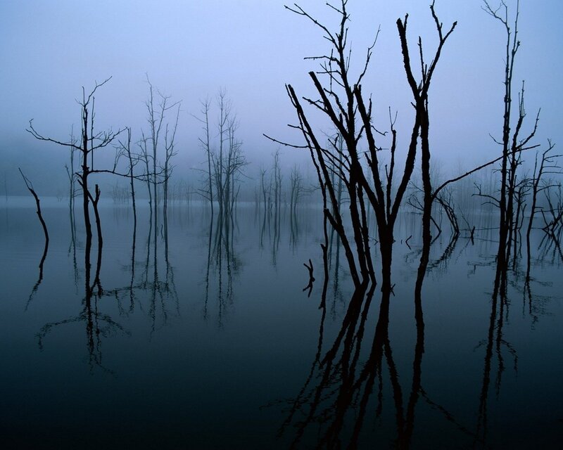 Silhouetted trees in misty water