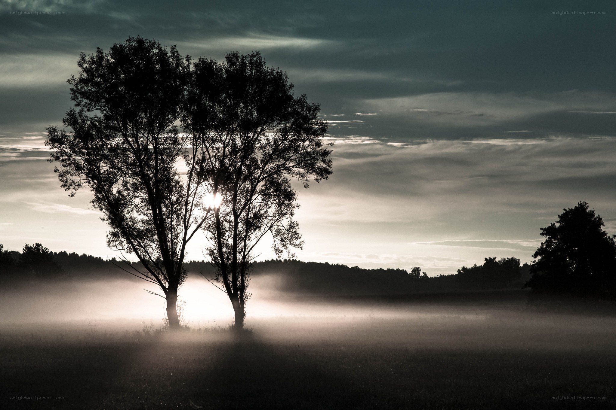 Silhouetted trees in morning mist