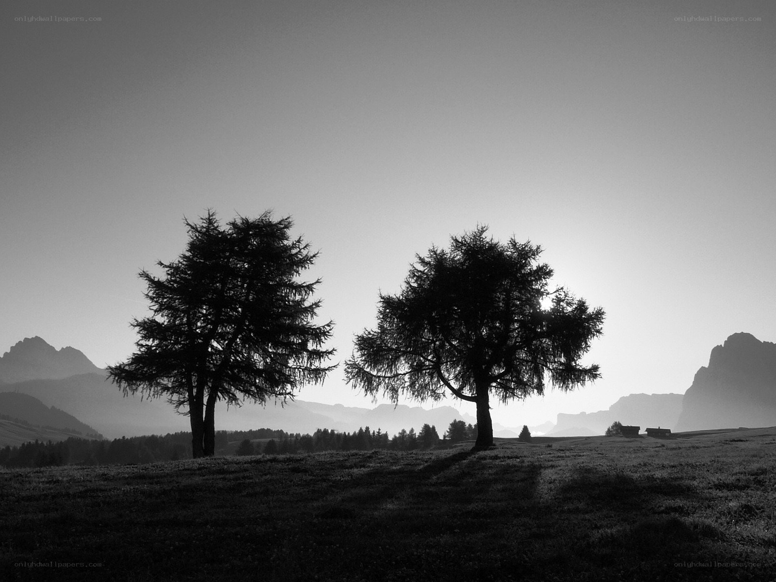 Silhouetted trees in mountain landscape
