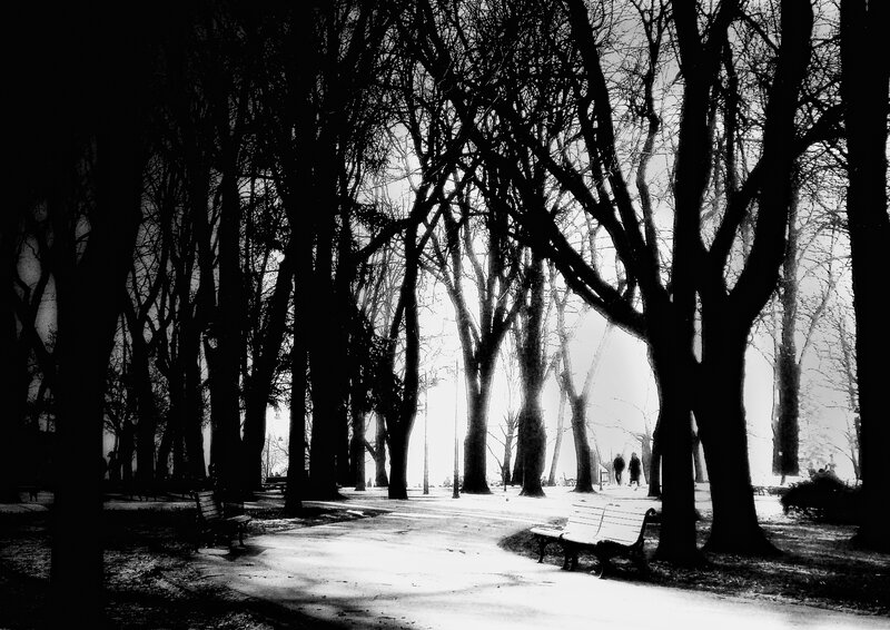 Silhouetted Trees in Park — Black, Dramatic