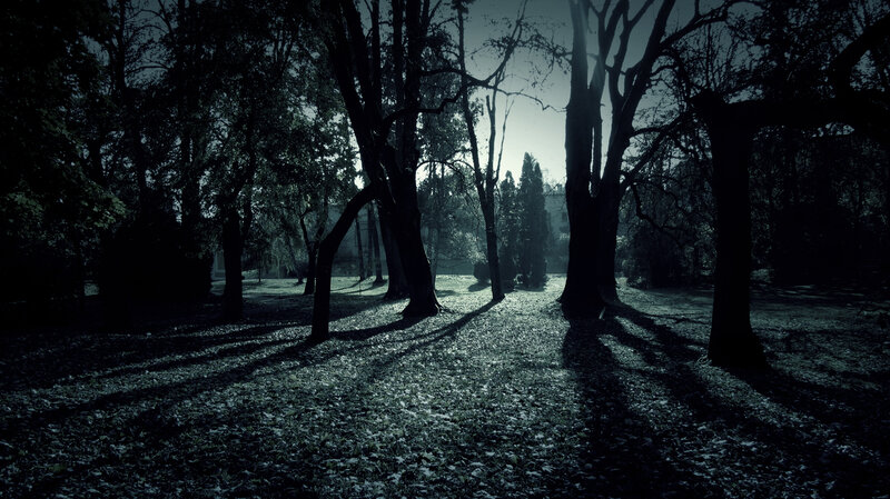 Silhouetted Trees in Park — Black