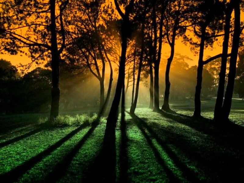 Silhouetted Trees in Park