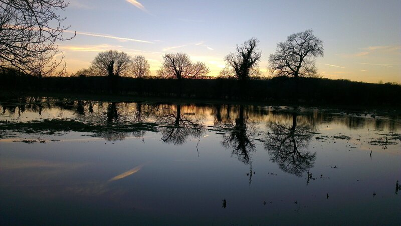 Silhouetted Trees in Pond