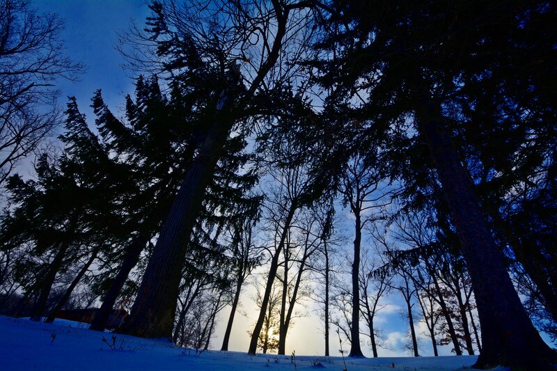 Silhouetted Trees in Snow — Blue, Dramatic