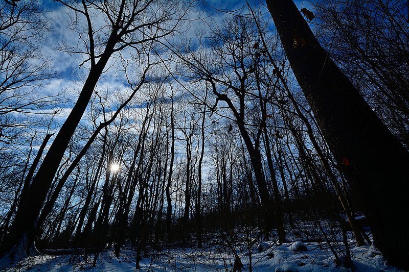 Silhouetted Trees in Snow — Blue, Dramatic, Winter