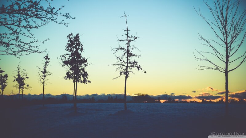 Silhouetted Trees in Snow — Blue, Serene, Sunset