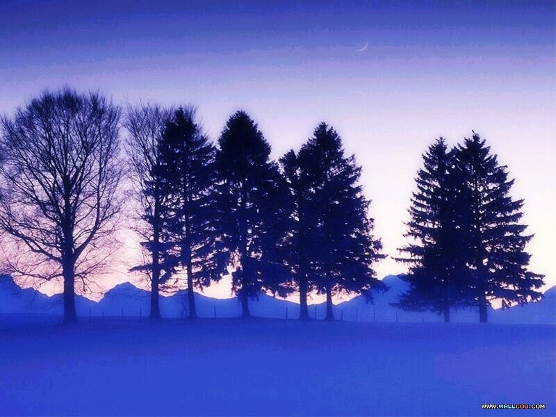 Silhouetted Trees in Snow — Blue, Serene