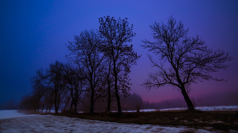 Silhouetted Trees in Snow — Blue, Serene, Winter, Photograph