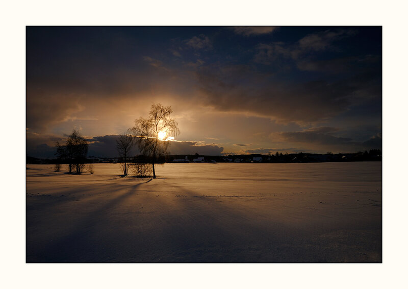 Silhouetted Trees in Snow — Brown